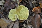 Tricholoma sulphureum image