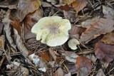 Tricholoma sulphureum image