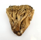 Ramaria rasilispora image