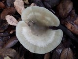 Clitocybe odora image