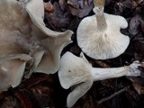 Clitocybe odora image