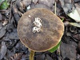 Gyroporus castaneus image