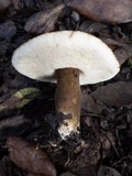 Gyroporus castaneus image