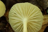 Cuphophyllus virgineus image