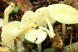 Cuphophyllus virgineus image