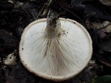 Lactarius zonarius image