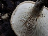 Lactarius zonarius image