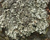 Parmelia saxatilis image