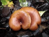 Omphalotus olearius image