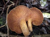 Omphalotus olearius image