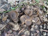 Lyophyllum decastes image