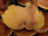 Omphalotus olearius image