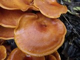 Omphalotus olearius image