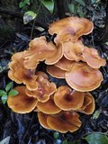 Omphalotus olearius image