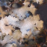 Parmelia saxatilis image