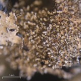 Parmelia saxatilis image