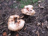Tricholoma focale image