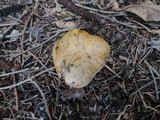 Tricholoma focale image