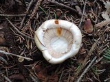 Tricholoma focale image