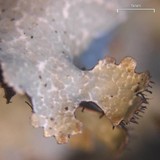 Parmelia saxatilis image