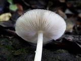 Pluteus salicinus image