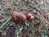 Tricholoma albobrunneum image