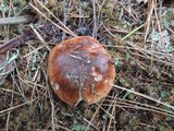 Tricholoma albobrunneum image