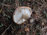 Tricholoma albobrunneum image