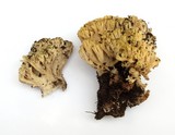 Ramaria sanguinea image