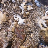 Parmelia saxatilis image