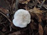 Tricholoma serratifolium image