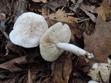 Tricholoma serratifolium image