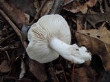 Tricholoma serratifolium image