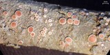 Ochrolechia szatalaensis image