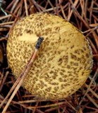 Suillus tomentosus image