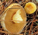 Suillus tomentosus image