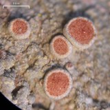 Ochrolechia szatalaensis image