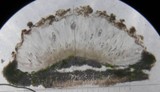 Ochrolechia szatalaensis image