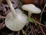Cuphophyllus virgineus image
