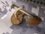 Simocybe centunculus var. centunculus image