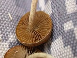 Simocybe centunculus var. centunculus image
