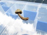 Gymnopilus punctifolius image