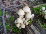 Pholiota gummosa image