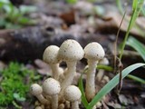 Pholiota gummosa image
