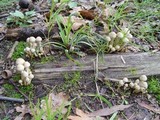 Pholiota gummosa image