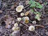 Pholiota gummosa image