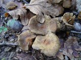 Pholiota gummosa image