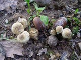 Pholiota gummosa image