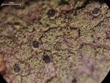 Rinodina disjuncta image