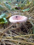 Lactarius vinaceorufescens image